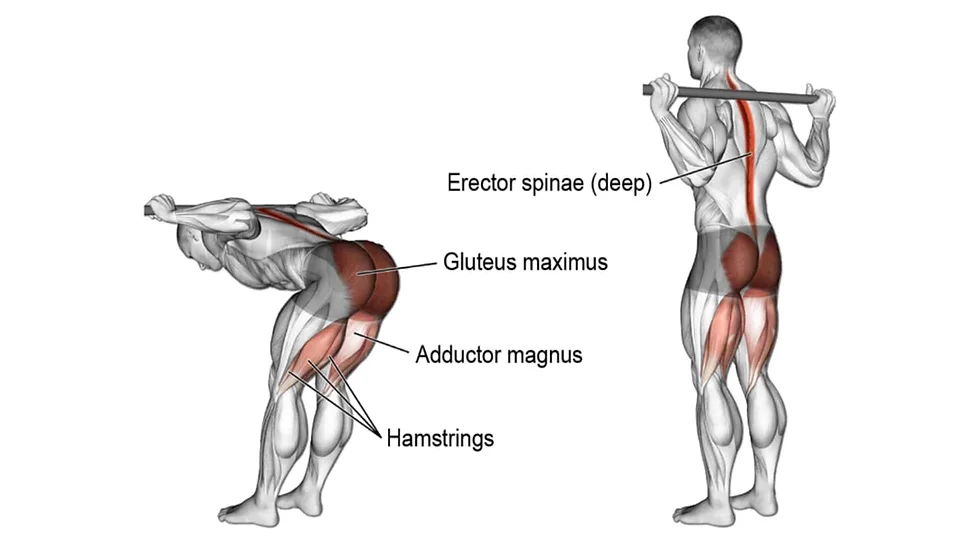 Erector Spinae Workout Exercise 023