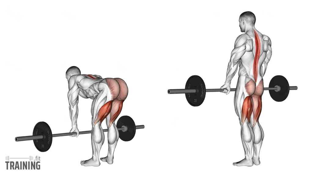 Erector Spinae Workout Exercise 22344