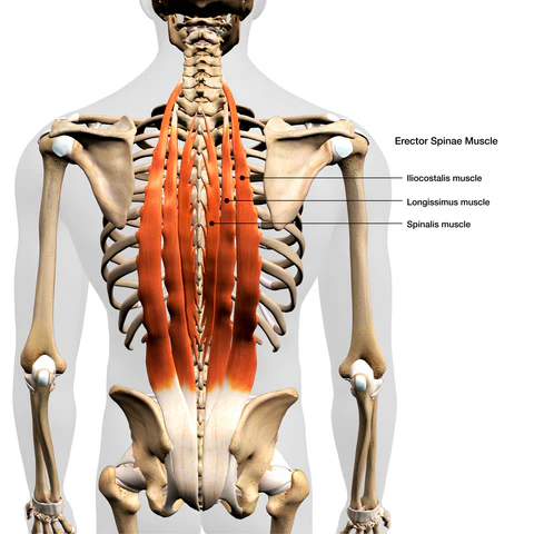 Erector Spinae Workout Exercise 59669