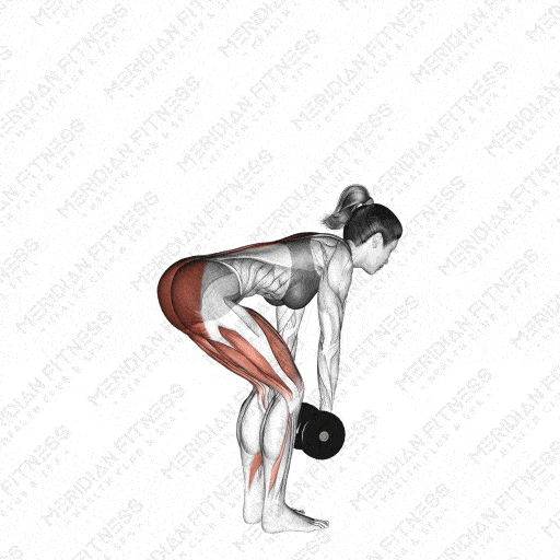 Erector Spinae Workout Exercise 9999009