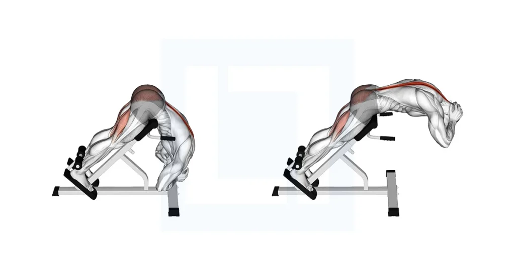 Erector Spinae Workout Exercise rounded back extension